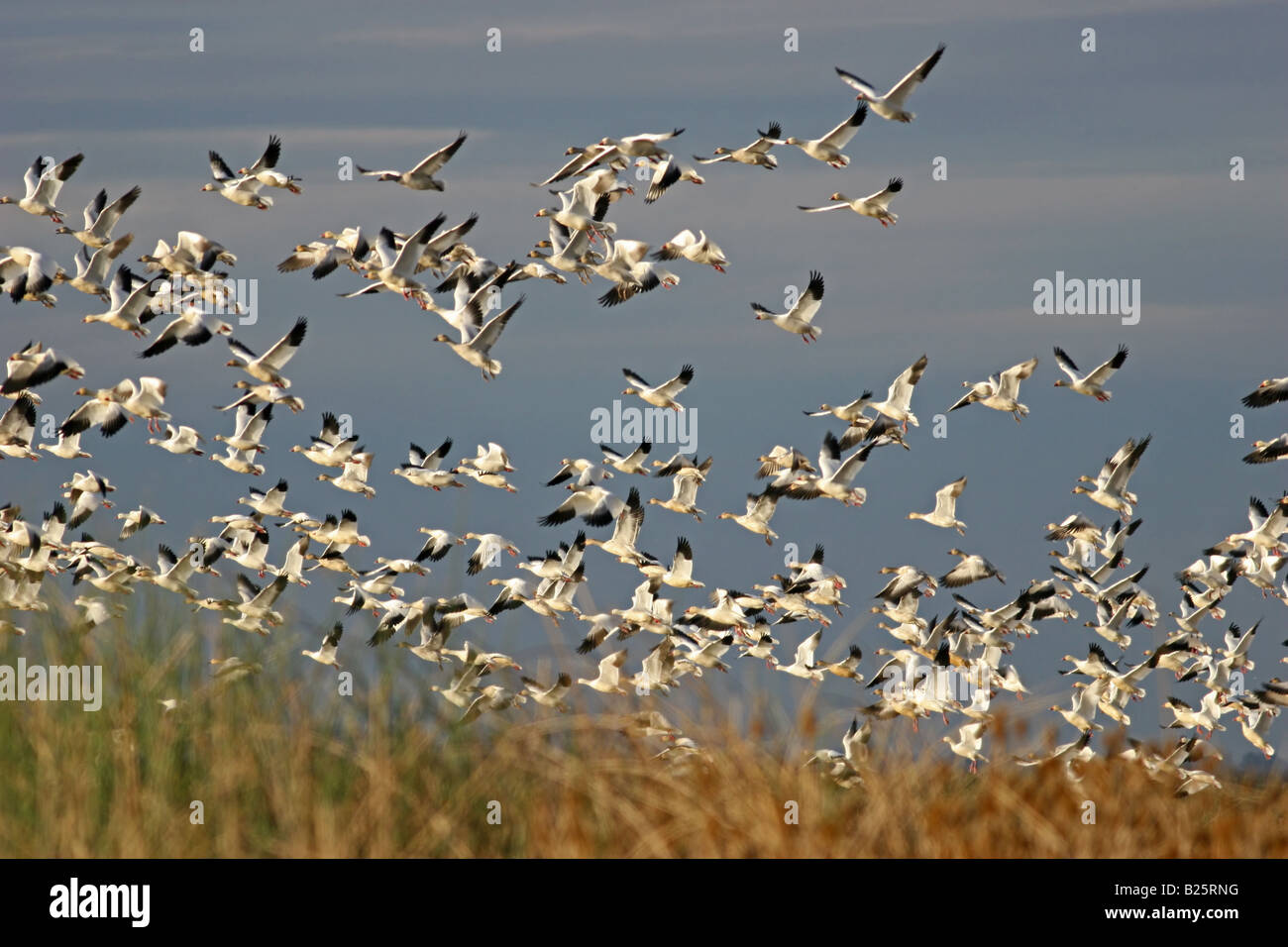 Schneegänse (Chen Caerulescens) fliegen - Sacramento Wildlife Refuge, Kalifornien, USA Stockfoto