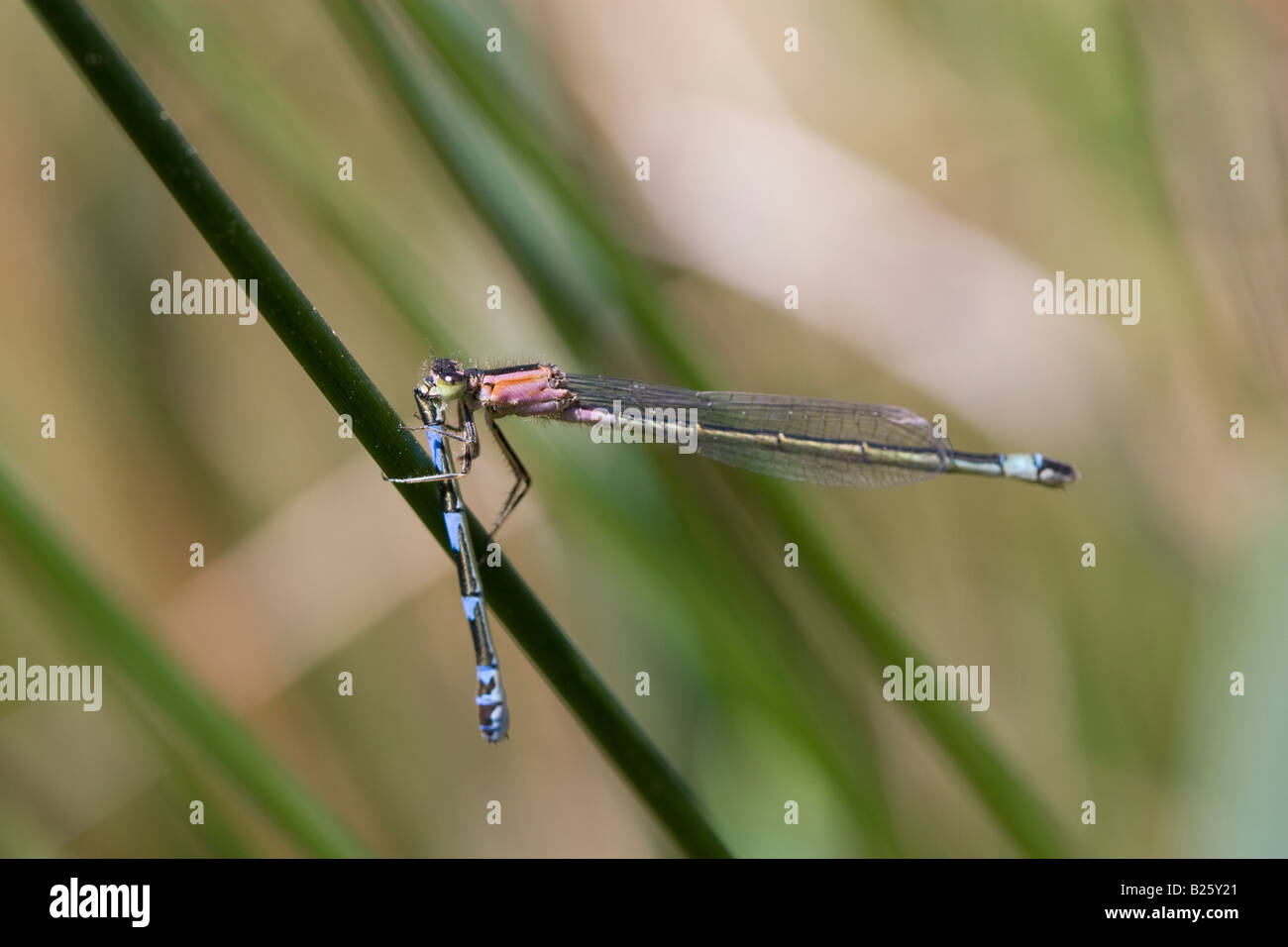 Blau-tailed Damselfly - Ischnura Elegans. älter als eine andere Damselfly Stockfoto