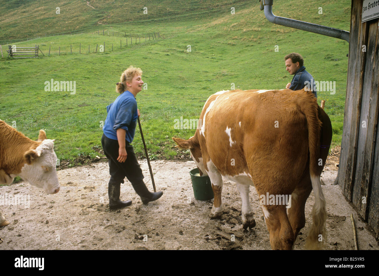 zwei Kühe mit den Landwirten Stockfoto