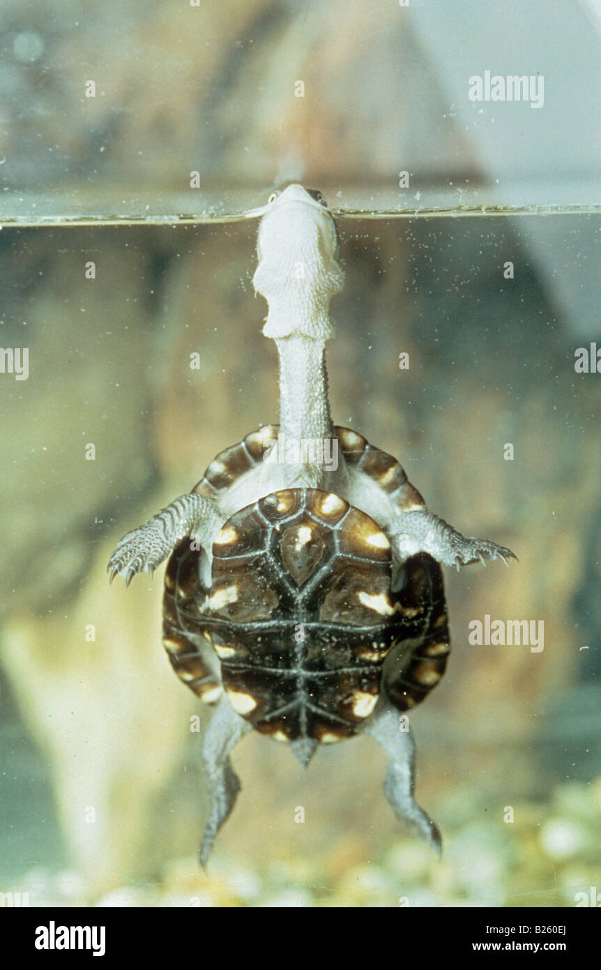 Langhalsschildkröte (Chelodina longicollis) Schwimmen in den Gewässern Oberfläche Ordnung zu atmen Australien Stockfoto