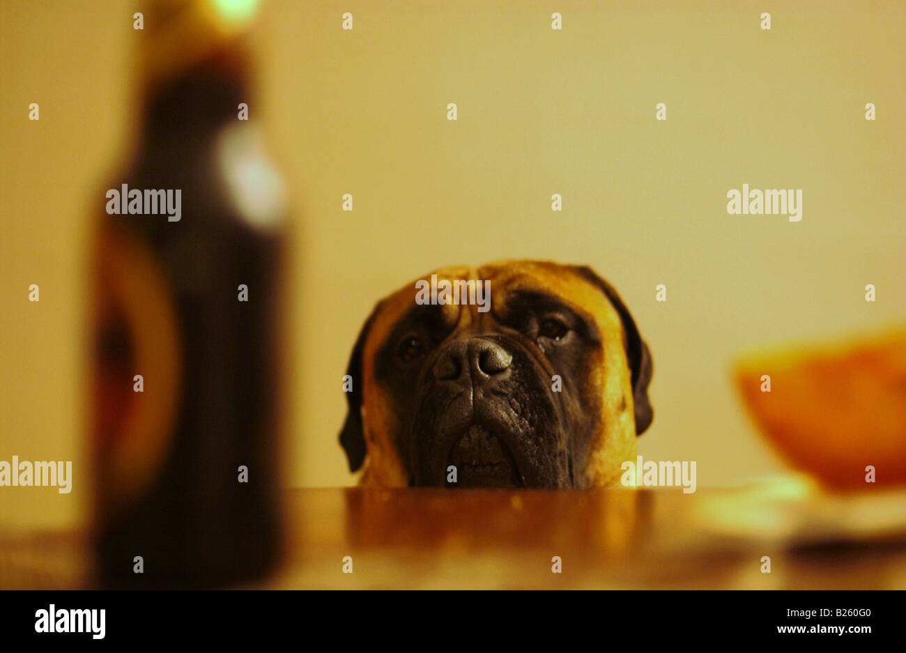 Ein hungriger Hund steckt seinen Kopf und Nase oberhalb der Tabelle zu starren auf das Essen. Er setzt auf seine niedlichen Gesicht, in der Hoffnung auf ein Genuss Stockfoto