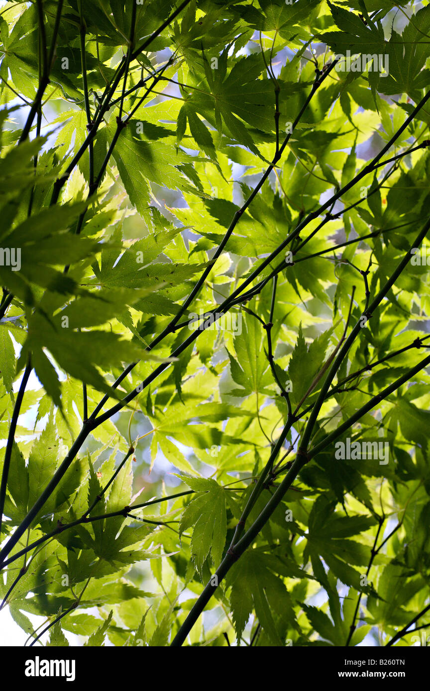 Eine grüne Überdachung der Blätter mit den Sonnenstrahlen, die durch Filterung Stockfoto
