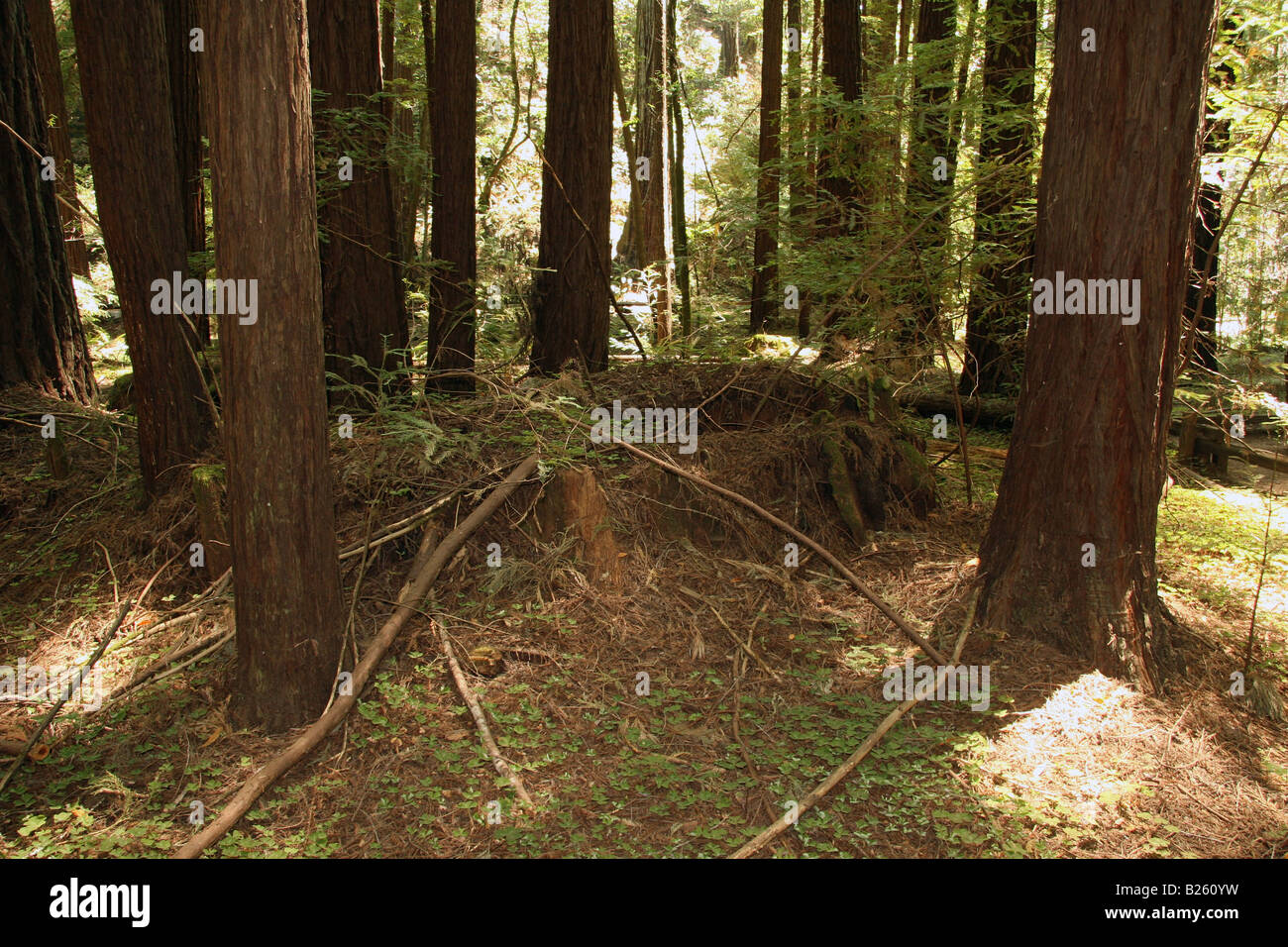 Redwood-Baum "Fairy Ring" in Armstrong Redwood Grove, Guerneville, CA. Stockfoto