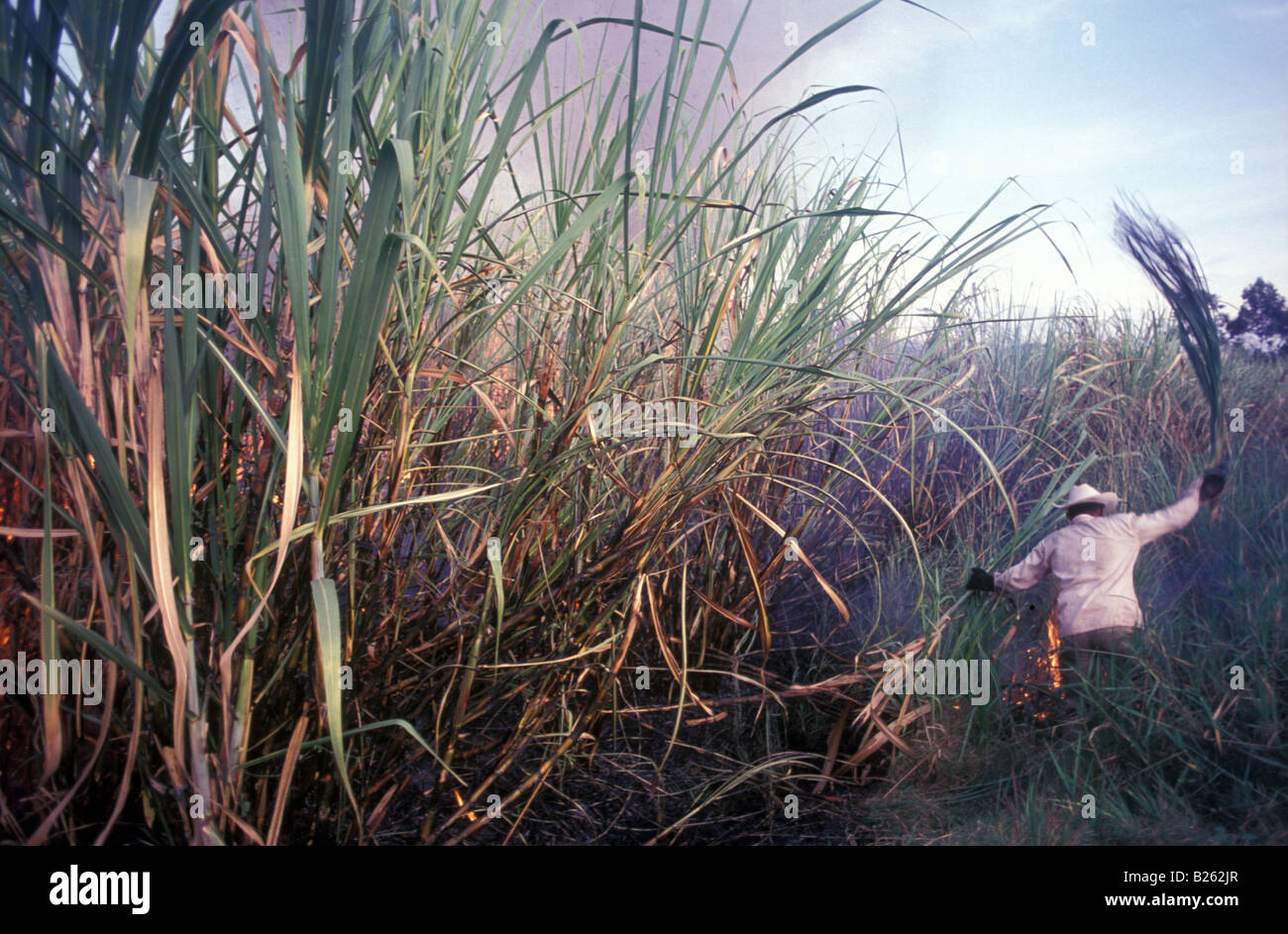 Brennende Zuckerrohr-Plantage zu entfernen Blätter vor der Ernte die Triebe Stämme Stockfoto