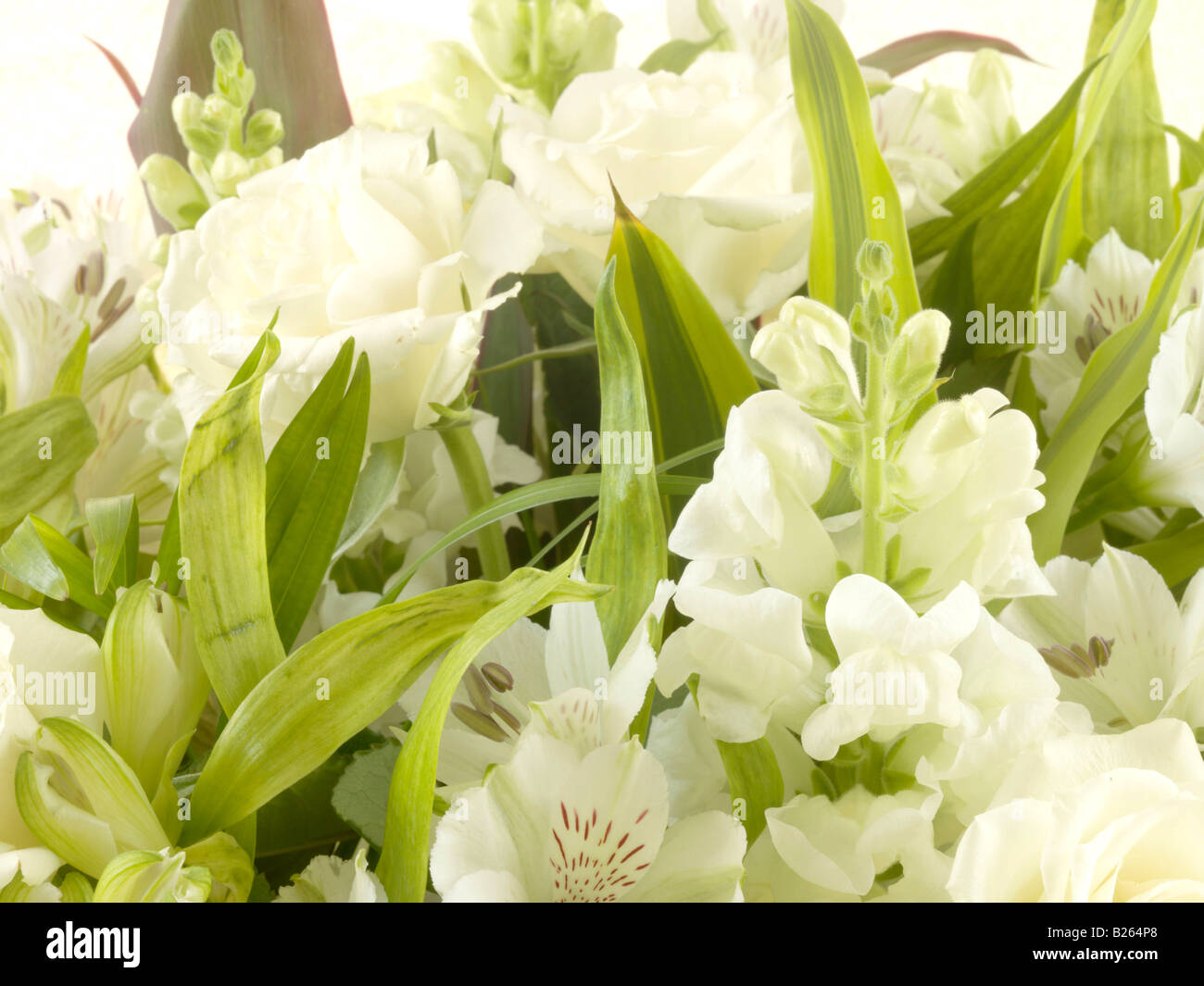 Weiße Blumen Stockfoto