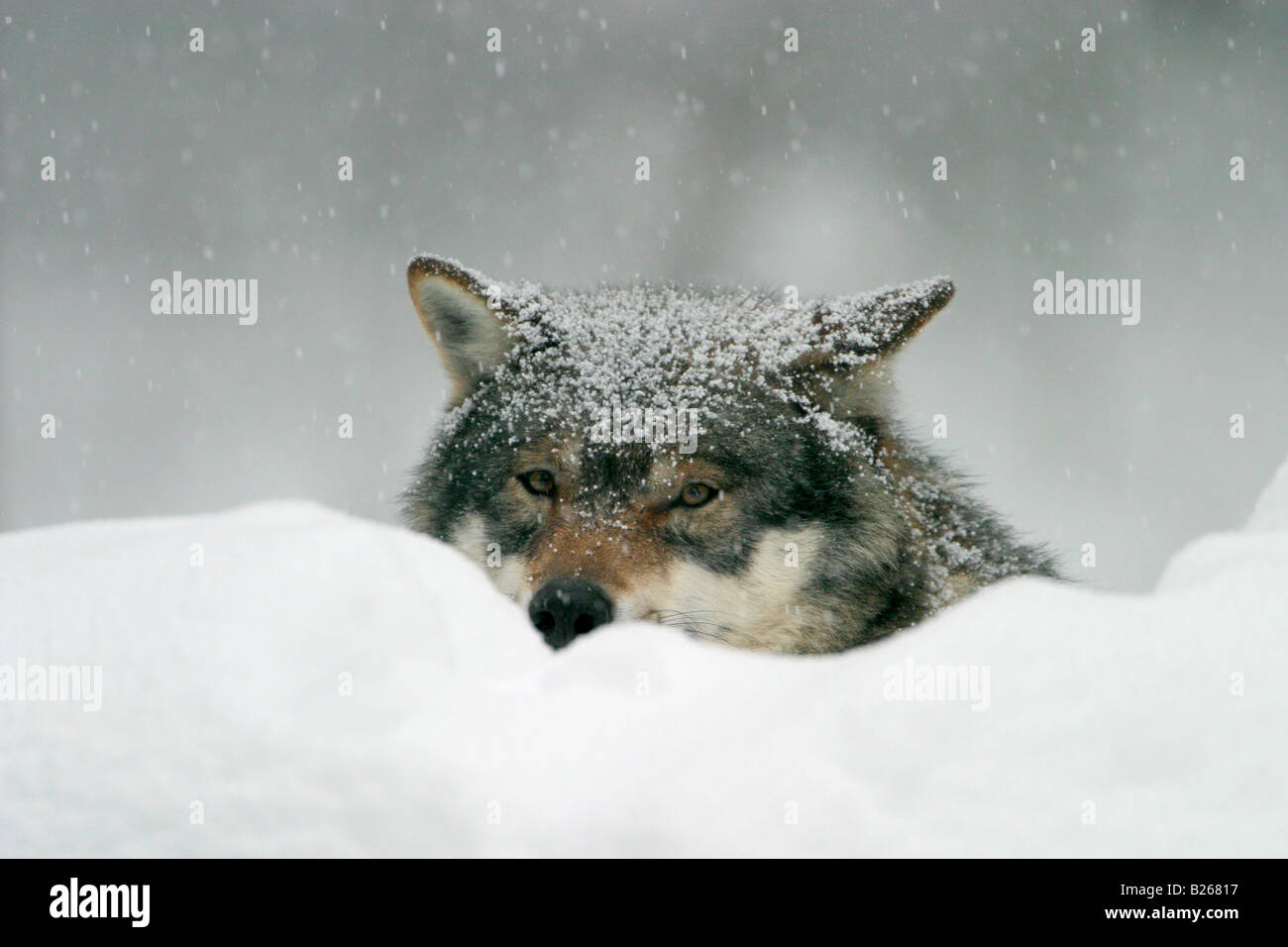 Europäischer Wolf (Canis Lupus) in fallenden Schnee Stockfoto