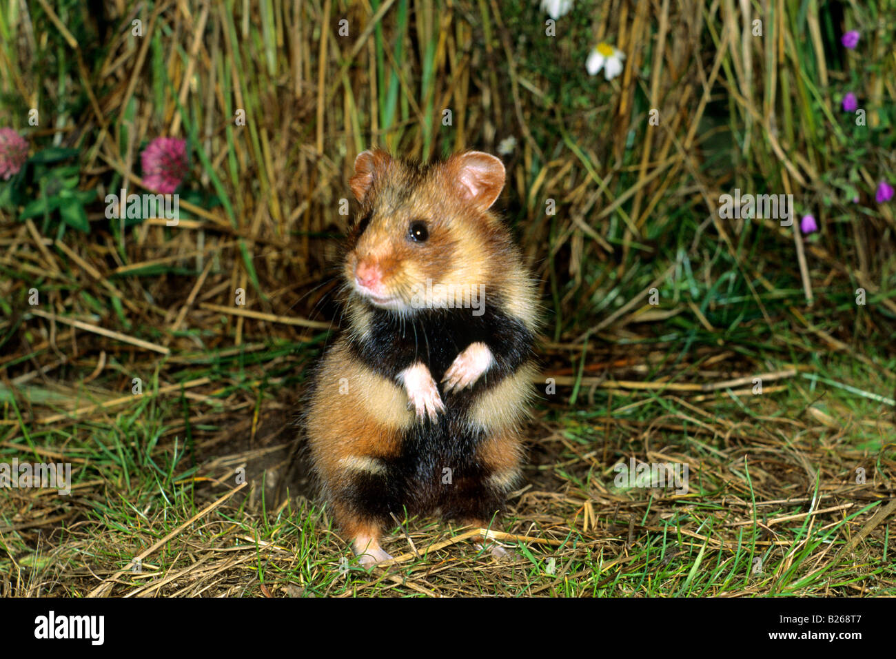 Europäischer Hamster, schwarzbäuchigen Hamster (Cricetus Cricetus) im Maisfeld Stockfoto