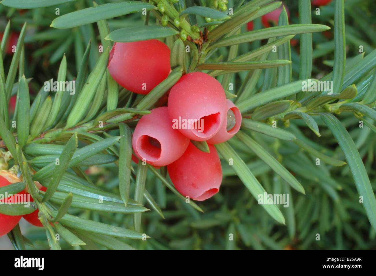 Eiben frchte -Fotos und -Bildmaterial in hoher Auflsung  Alamy