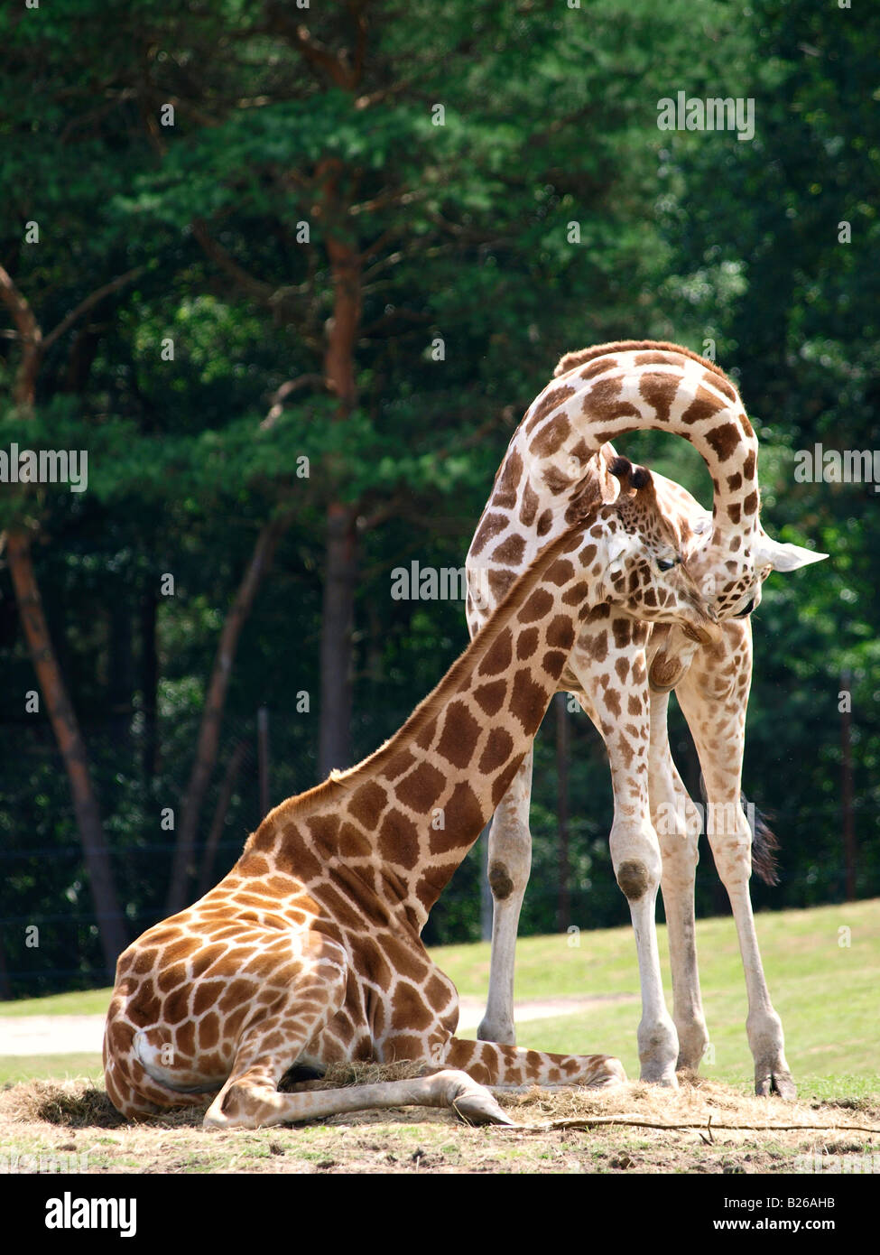 Liebe, Zuneigung und Zärtlichkeit zwei Giraffen Beekse Bergen Zoo Hilvarenbeek Niederlande Stockfoto