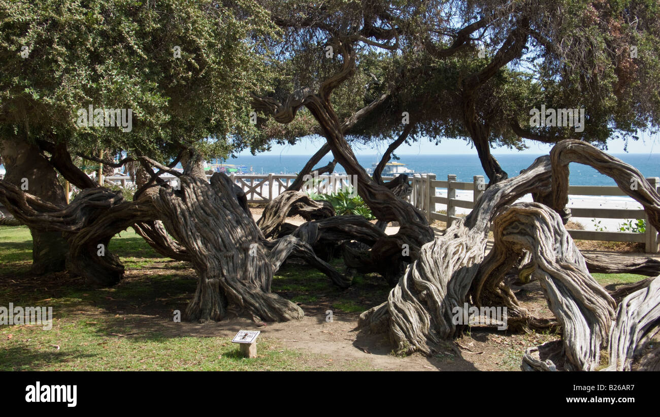 Knorrige westliche Tee Myrte, Santa Monica, Kalifornien, USA Stockfoto