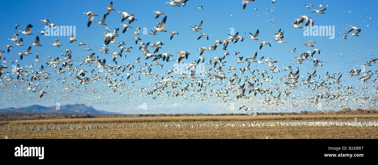 Schneegänse in ihrem Winterquartier in Bosque del Apache, New Mexico, USA Stockfoto