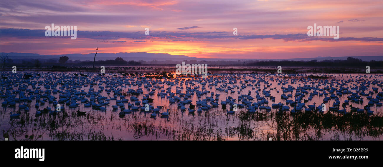 Schneegänse in ihrem Winterquartier in der Abenddämmerung, Bosque del Apache, New Mexico, USA Stockfoto