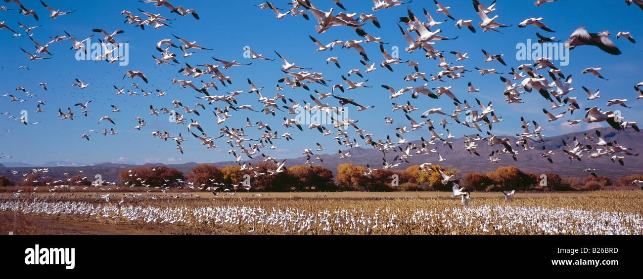 Schneegänse in ihrem Winterquartier in Bosque del Apache, New Mexico, USA Stockfoto