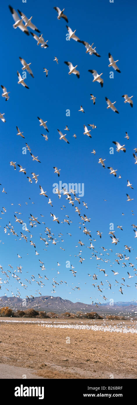 Schneegänse in ihrem Winterquartier in Bosque del Apache, New Mexico, USA Stockfoto