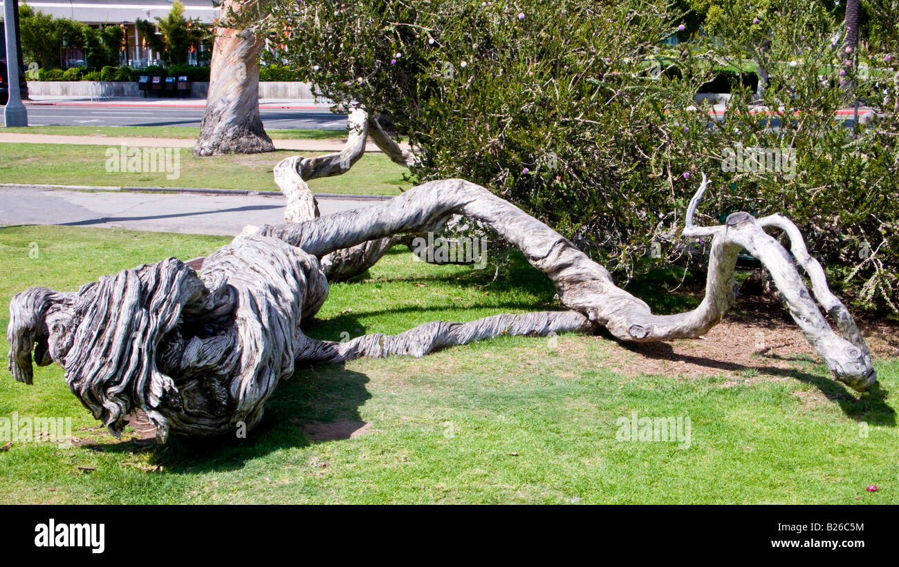 Knorrige westliche Tee Myrte, Santa Monica, Kalifornien, USA Stockfoto