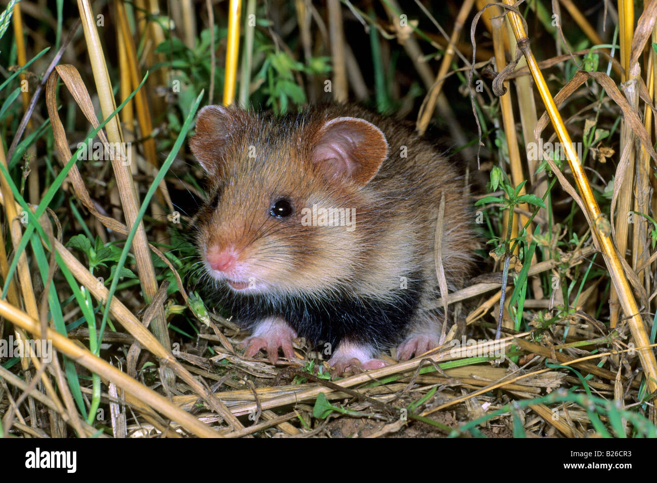 Europäischer Hamster, schwarzbäuchigen Hamster (Cricetus Cricetus) im Maisfeld Stockfoto
