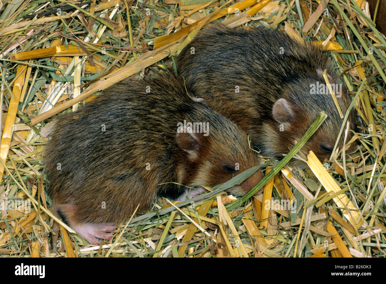 Europäischer Hamster, schwarzbäuchigen Hamster (Cricetus Cricetus), Youngster schlafen Stockfoto