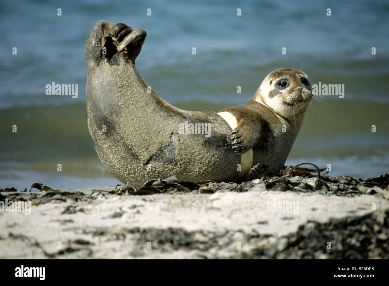 Seehunde, Hafen Dichtung (Phoca Vitulina) verstrickt in Plastikmüll Stockfoto