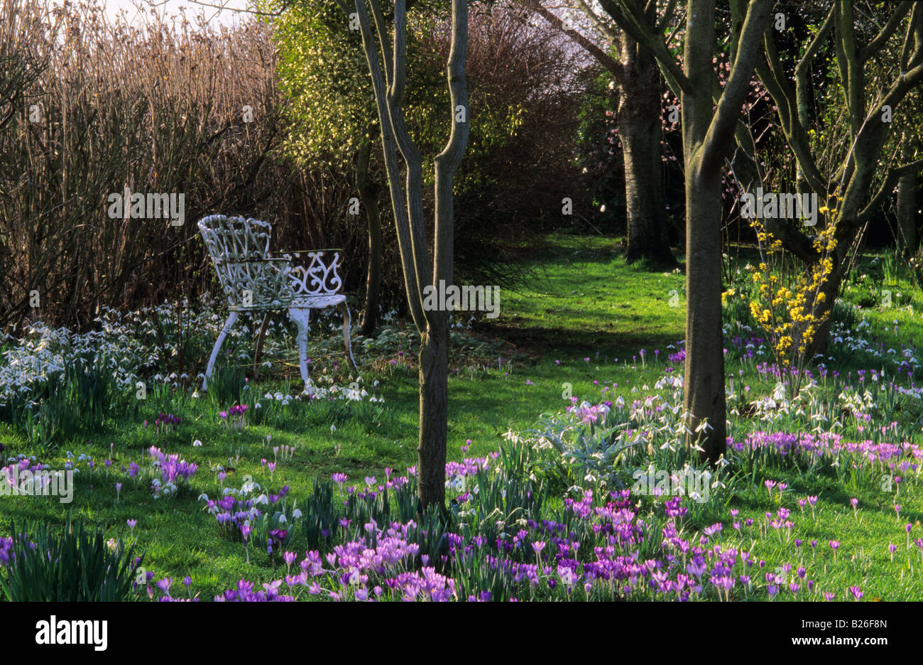 Moortown Shropshire Frühling Blumenzwiebeln mit weißen Bank im Frühling Garten Crocus Tomasinianus Gras wachsen Stockfoto