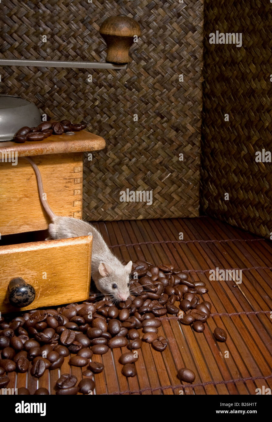 Kleine graue Maus verlassen eine Kaffeemühle Stockfoto
