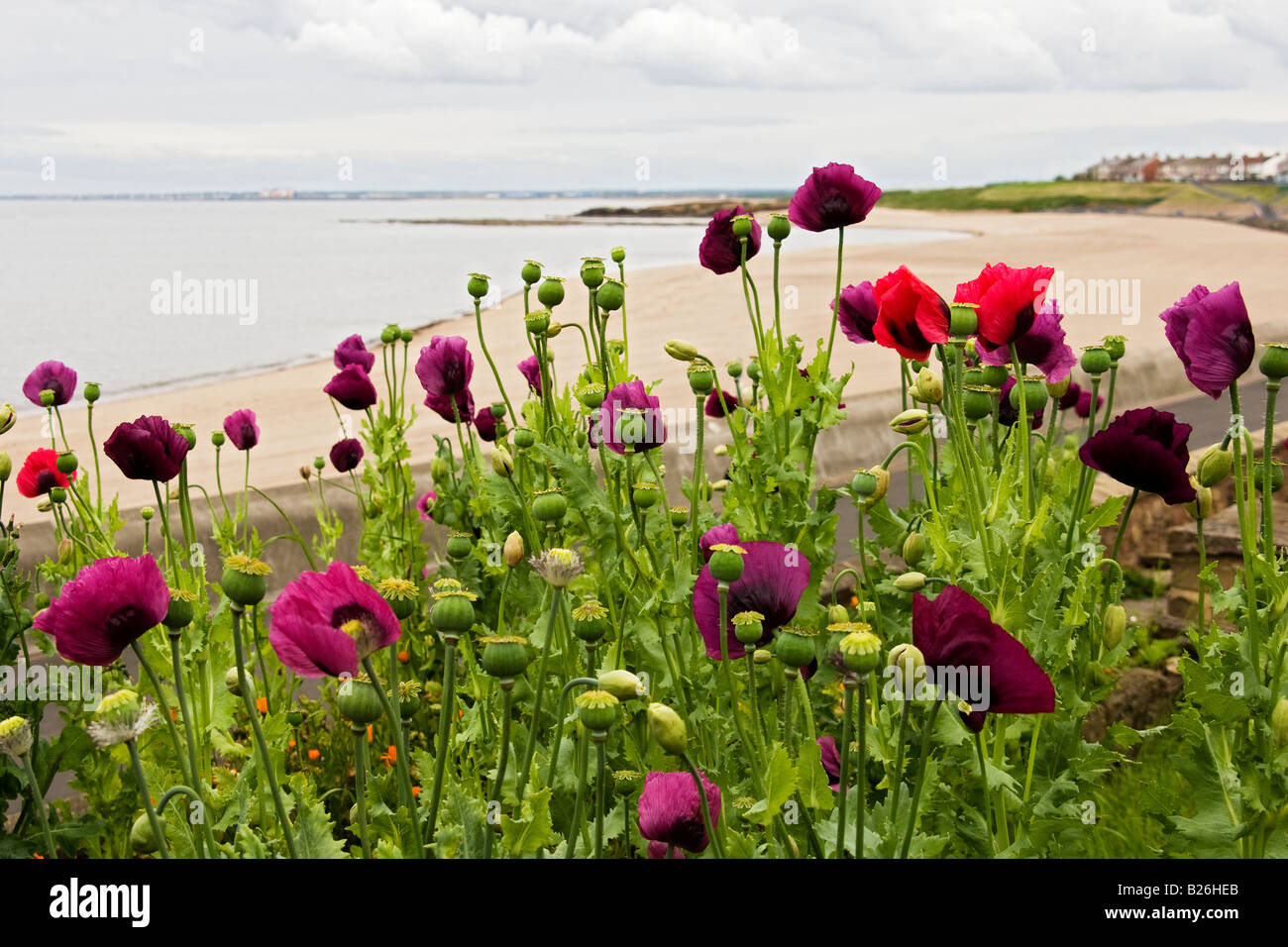 Schöne Aussicht auf Meer mit bunten Mohn wächst am Meer Stockfoto