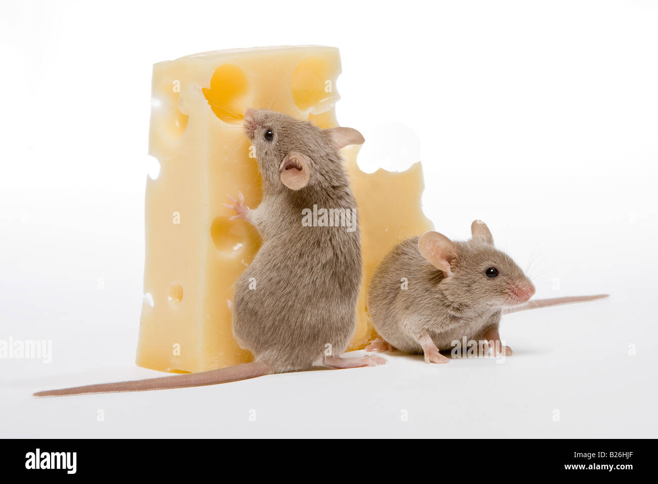 Zwei kleine Mäuse, die versuchen, ein großes Stück Käse zu bewegen Stockfoto