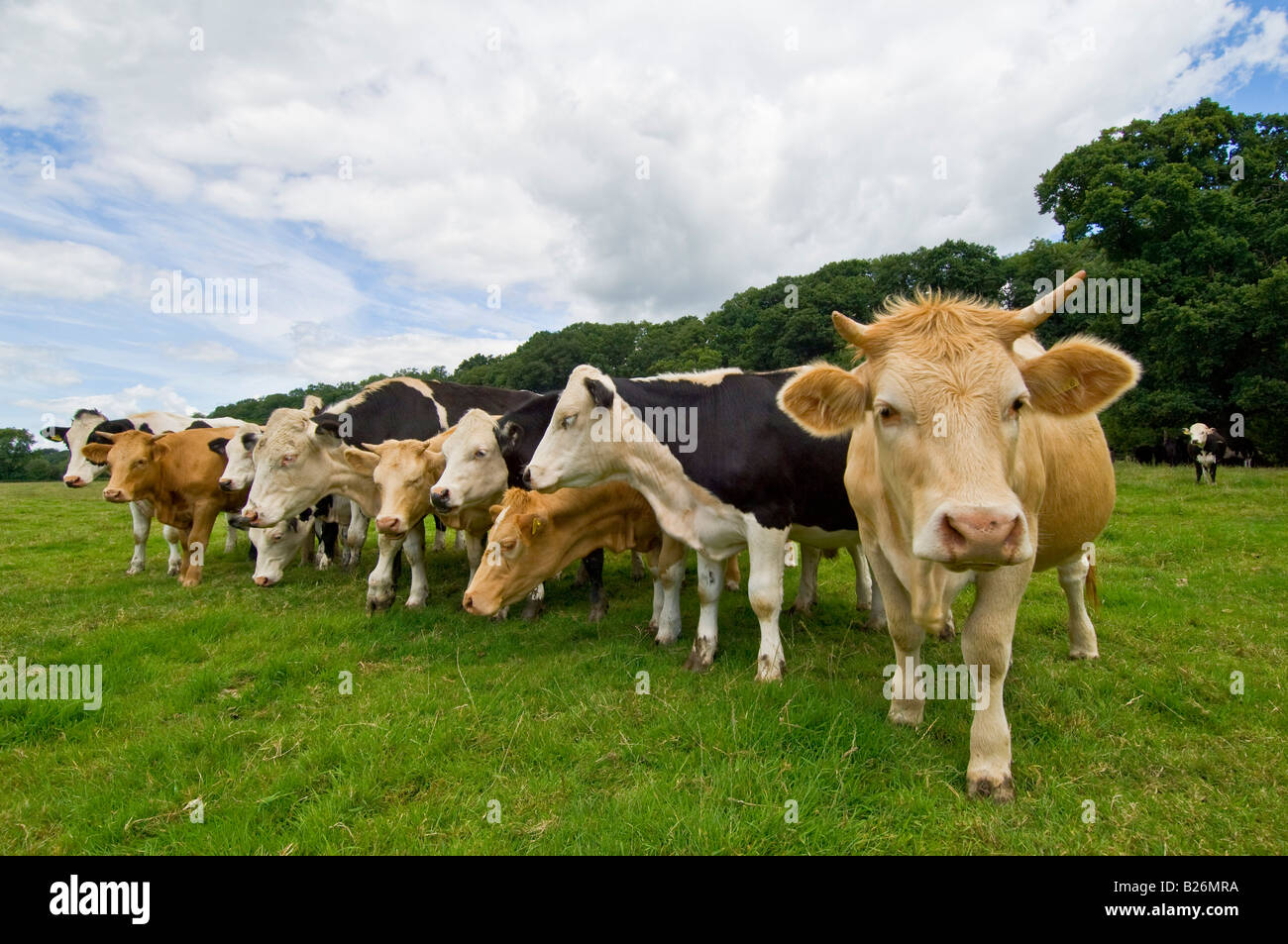 Eine Weitwinkelaufnahme einen neugierigen Herde der Kühe in einem Feld. Stockfoto