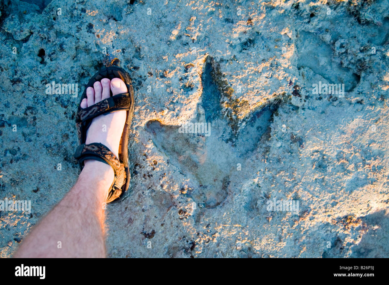 Dinosaurier-Fußabdruck Stockfoto