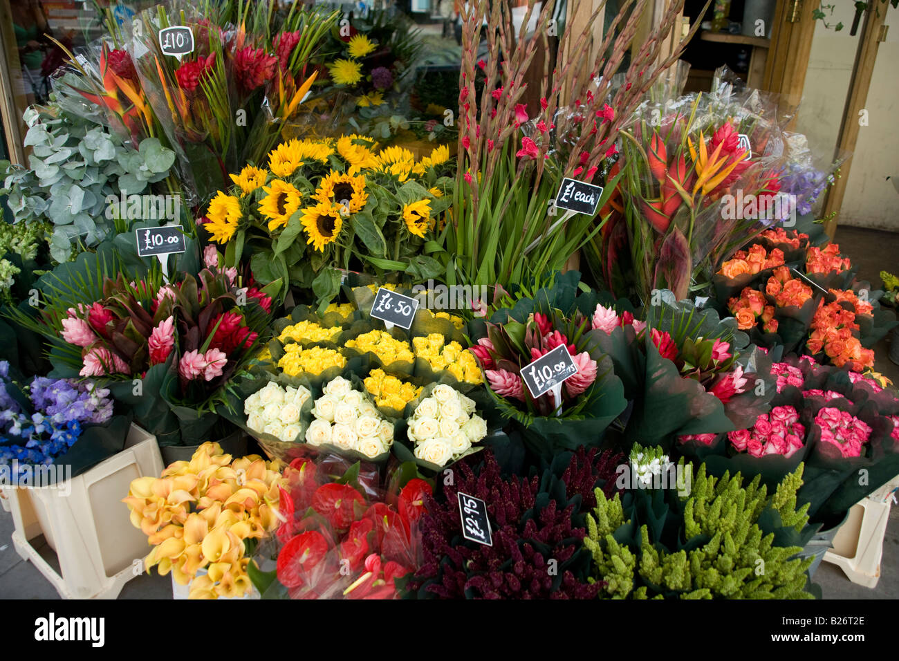 Blumen Pflanzen-Sonnenblumen Stockfoto