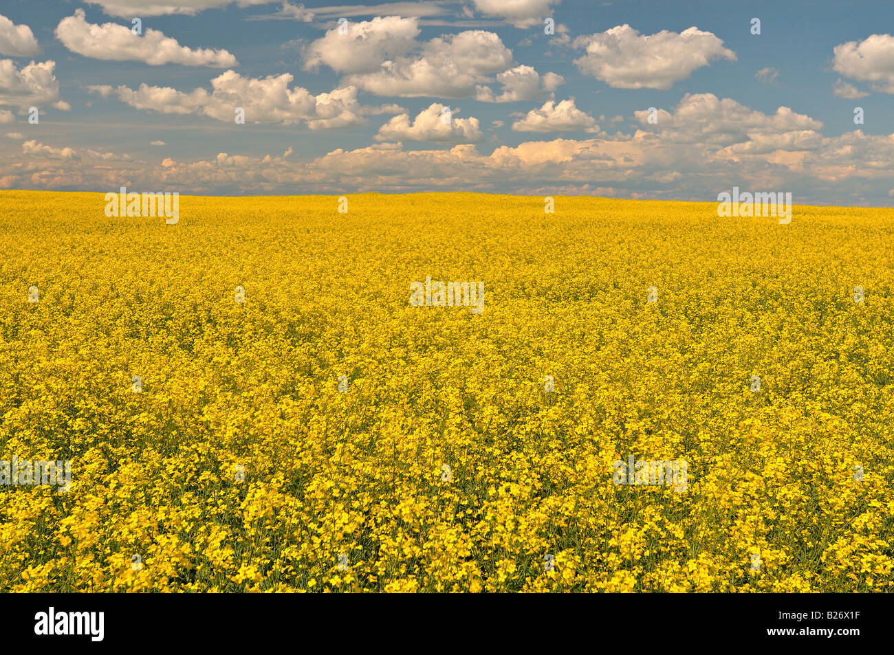 Ein Bauern-Feld der gepflanzten Raps Stockfoto