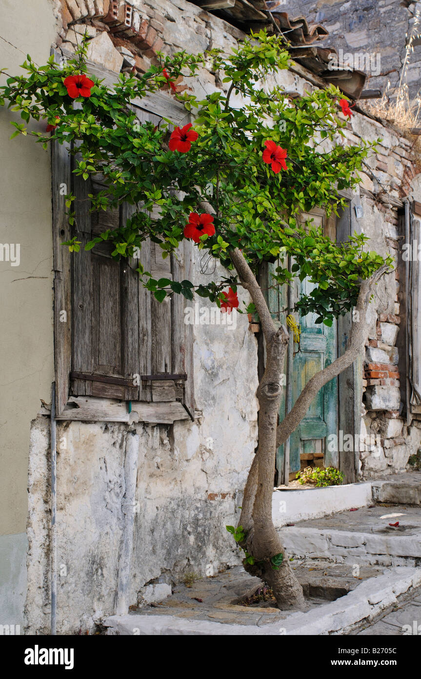 Hibiskus Baum Pythagorio Samos Griechenland Stockfotografie Alamy