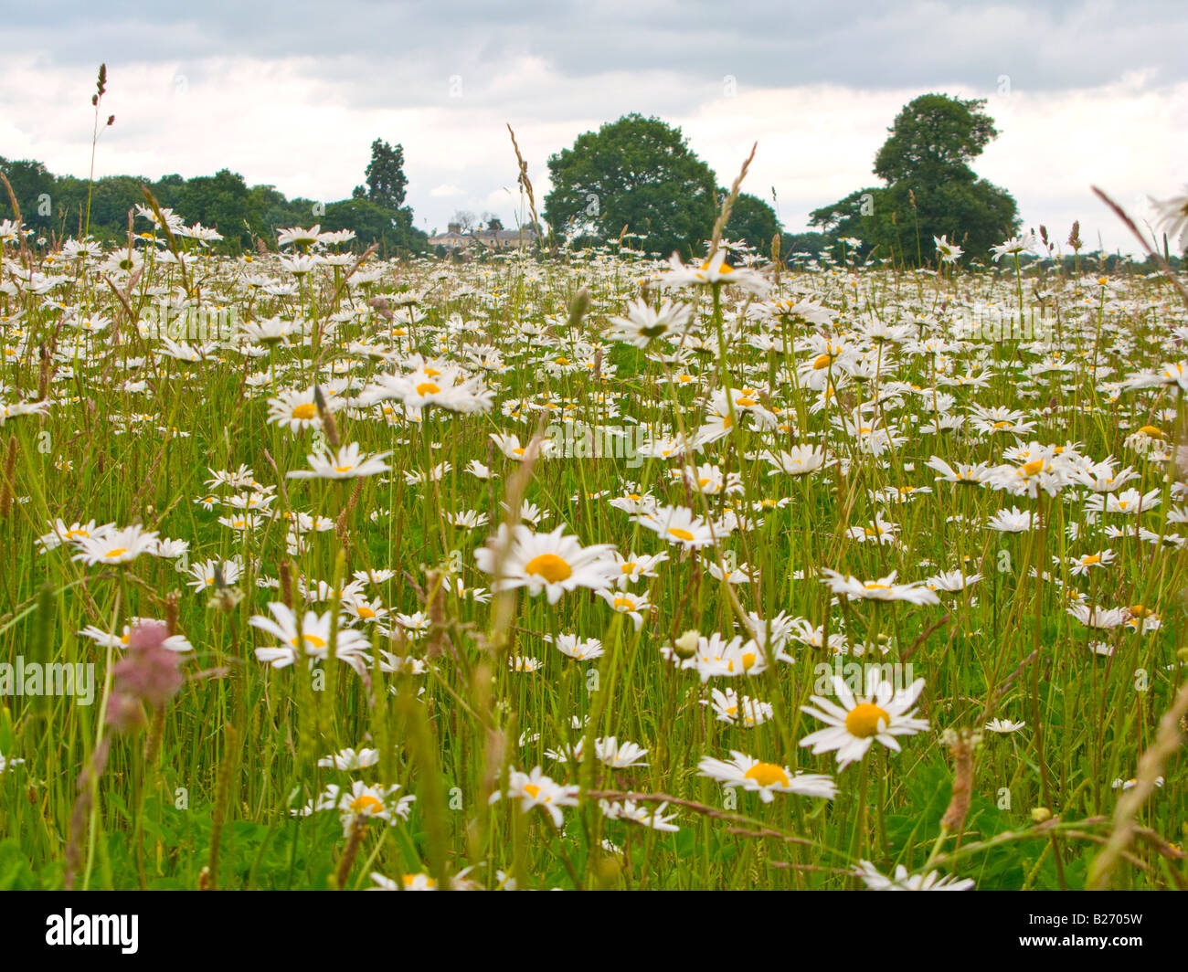 Bereich der Gänseblümchen in Catton Park Norwich Norfolk England Stockfoto