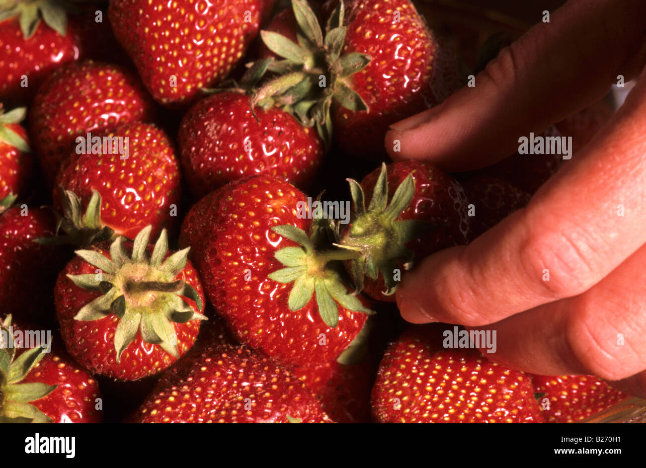 CLOSE UP STRAWBRERRIES HAND PFLÜCKEN ERDBEEREN Stockfoto