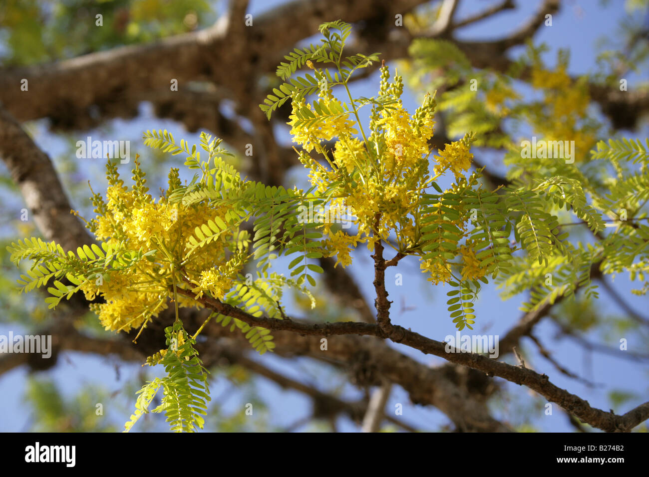 Acacia Tree, Monte Alban, in der Nähe von Oaxaca City, Oaxaca, Mexiko Stockfoto
