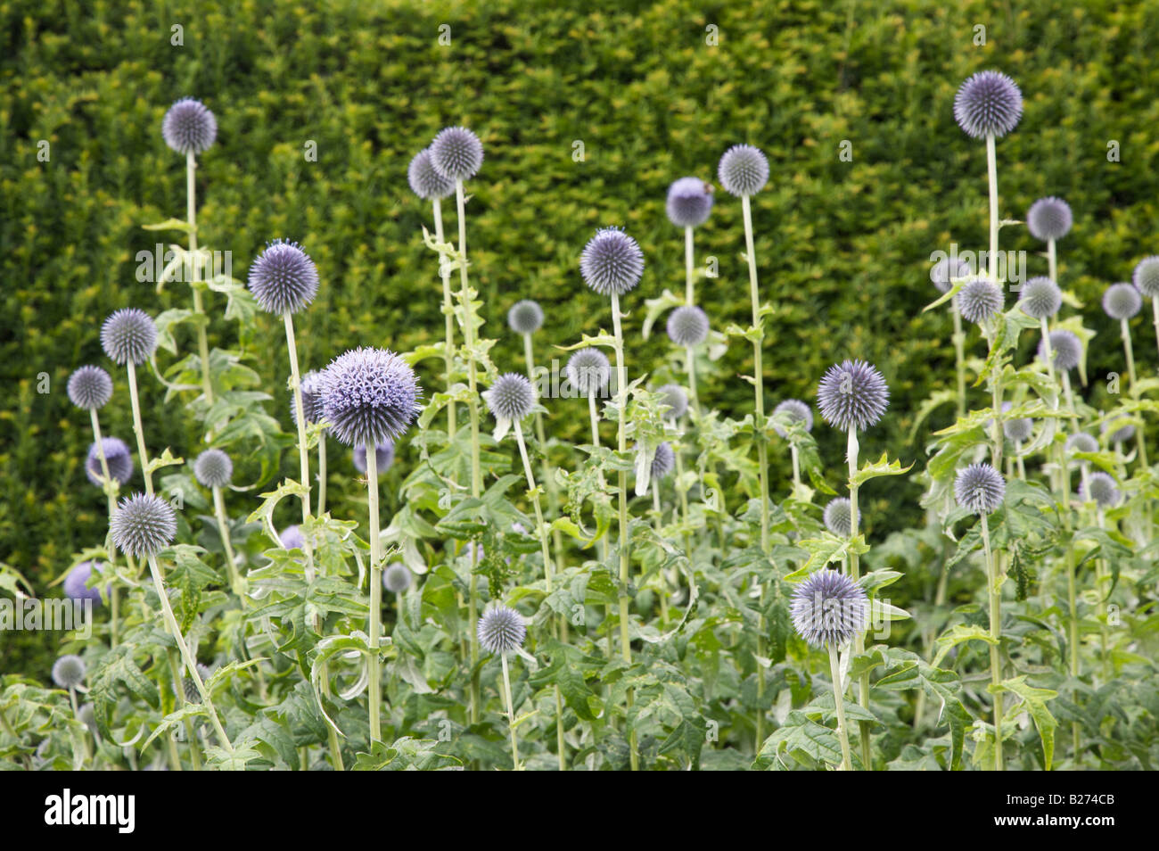 ECHINOPS BANATICUS TAPLOW BLAUE BLUMEN Stockfoto