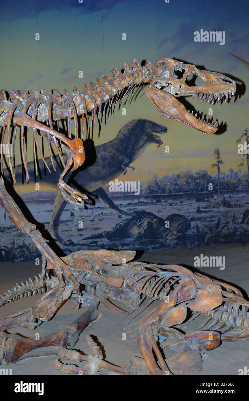 Hochformat-Ansicht des Skeletts eines Albertosaurus Dinosaurier bei The Royal Tyrrell Museum in Drumheller, Alberta, Kanada Stockfoto