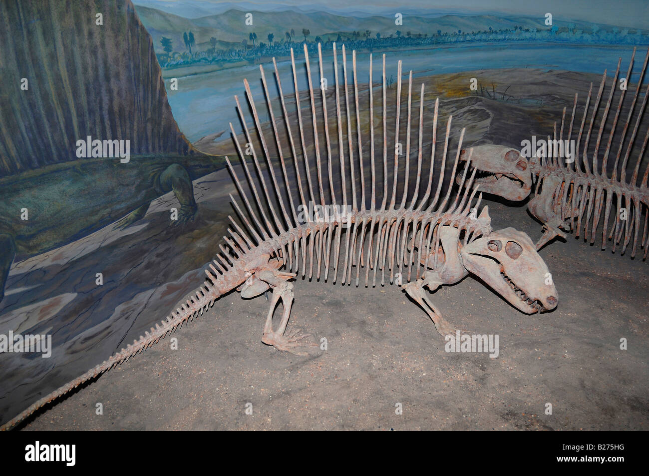 Dinosaurier-Skelette von Dimetrodons im Royal Tyrrell Museum, Drumheller, Alberta, Kanada Stockfoto