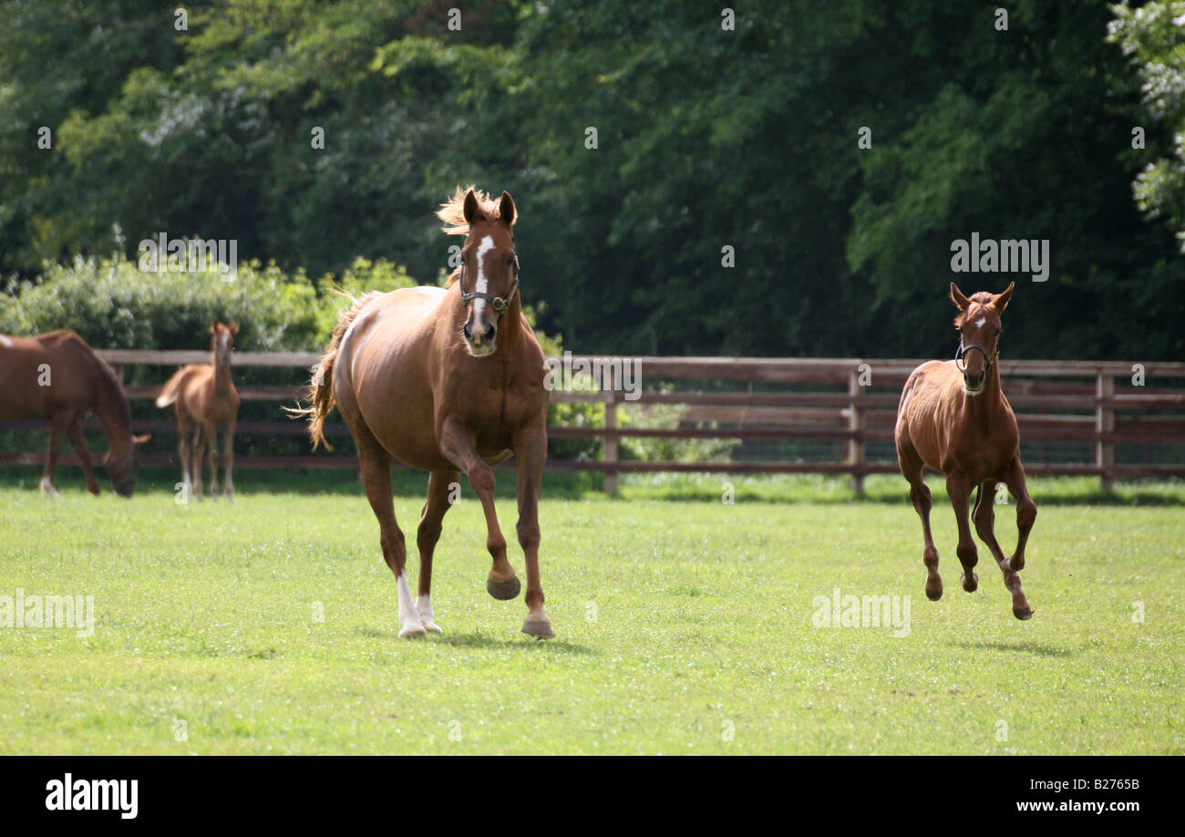 Fohlen und Stute Galopp in einer Koppel auf einem Gestüt für Rennpferde in Suffolk Stockfoto