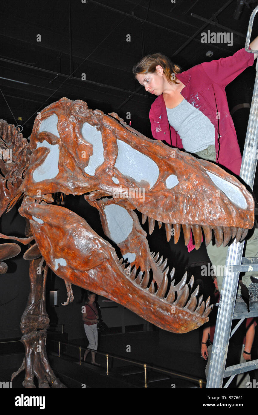 Royal Tyrrell Museum Mitarbeiter mit Skelett eines Dinosauriers, Drumheller, Alberta, Kanada Stockfoto