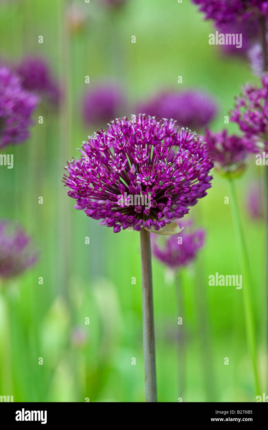 Allium 'Purple Sensation' in einem englischen Garten Stockfoto