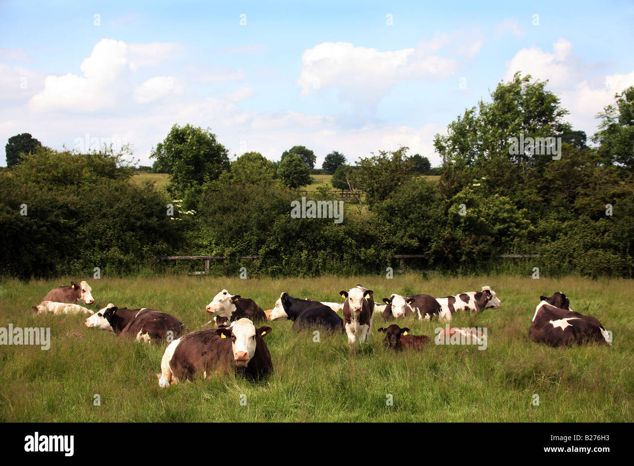 Simmentaler Rinder weiden in einem Feld in der Nähe von Thrurlow in Suffolk lokale Beschriftung Www Georgeimpeyphotographer co uk Stockfoto