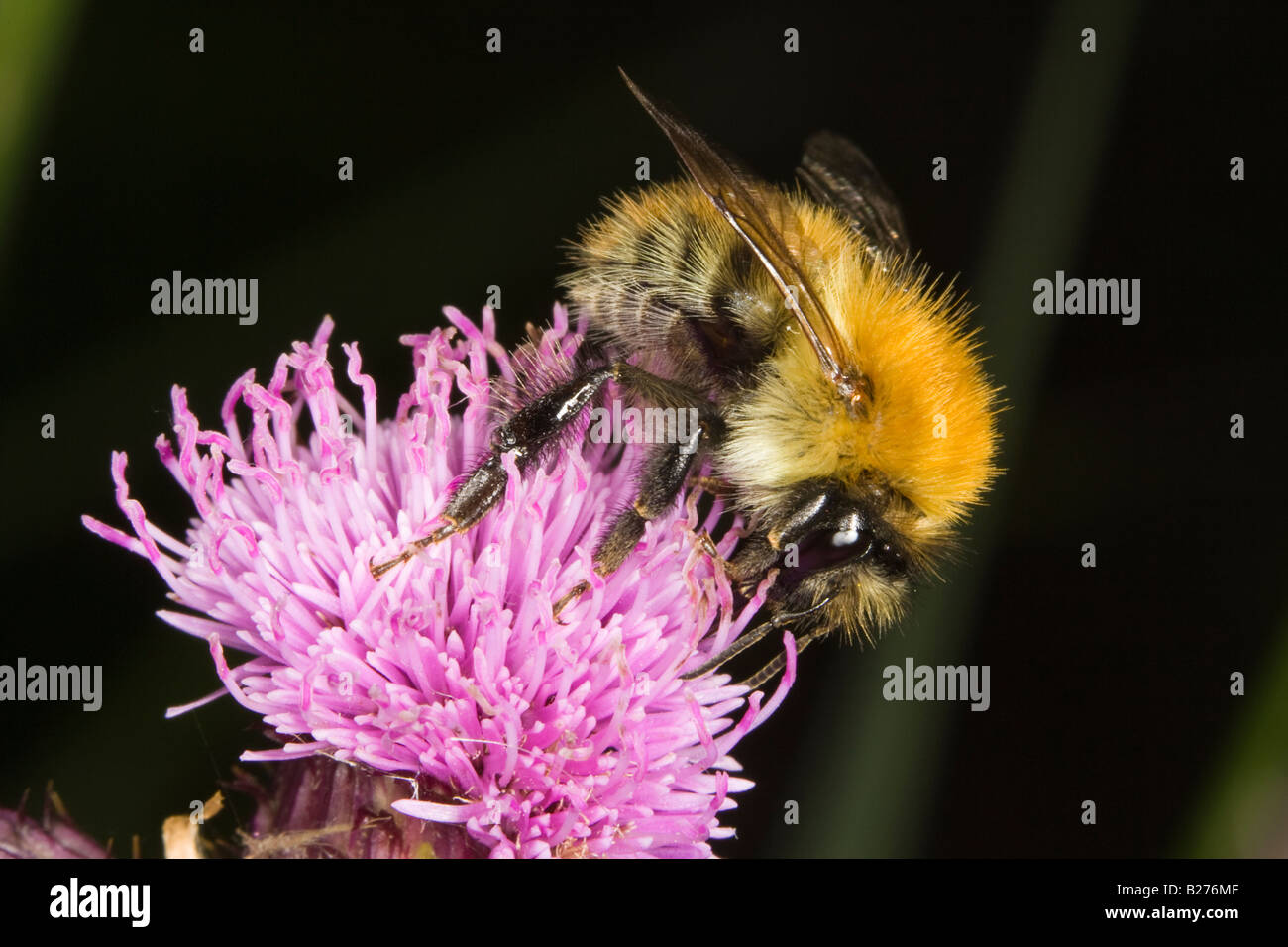 Hummel (Bombus Pascuorum) ernähren sich von Nektar aus einer Blume Flockenblume Stockfoto
