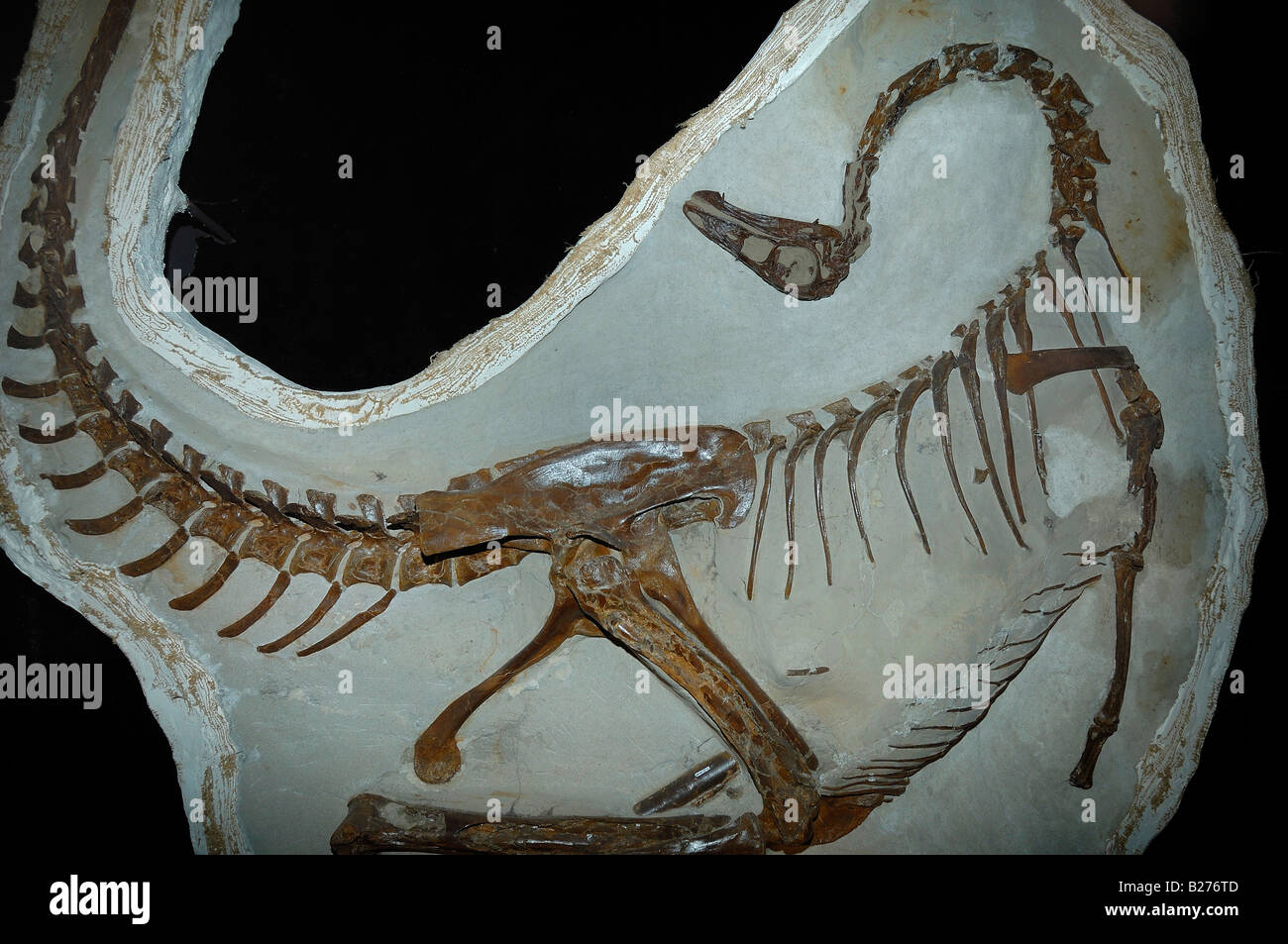 Dinosaurier-Skelett von Ornithomimus Edmontonicus im Royal Tyrrell Museum, Drumheller, Alberta, Kanada Stockfoto