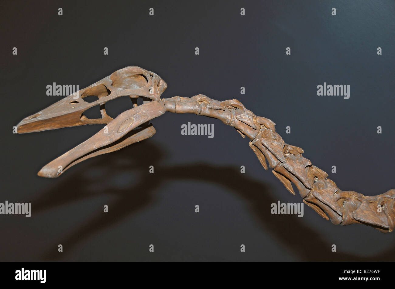 Dinosaurier-Skelett von Ornithomimus Edmontonicus im Royal Tyrrell Museum, Drumheller, Alberta, Kanada Stockfoto