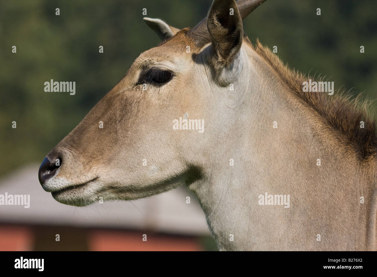 Kopf der gemeinsame Eland - Tragelaphus Oryx Stockfoto