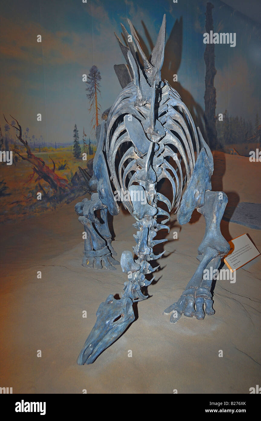 Dinosaurier-Fossil im Royal Tyrrell in Drumheller, Alberta, Kanada Stockfoto