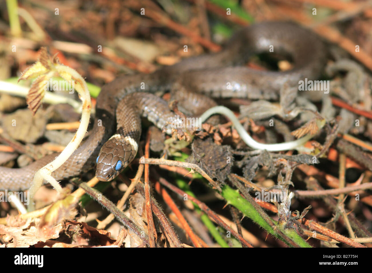 Baby-Ringelnatter mit trüben Augen Membran (Natrix Natrix) Stockfoto