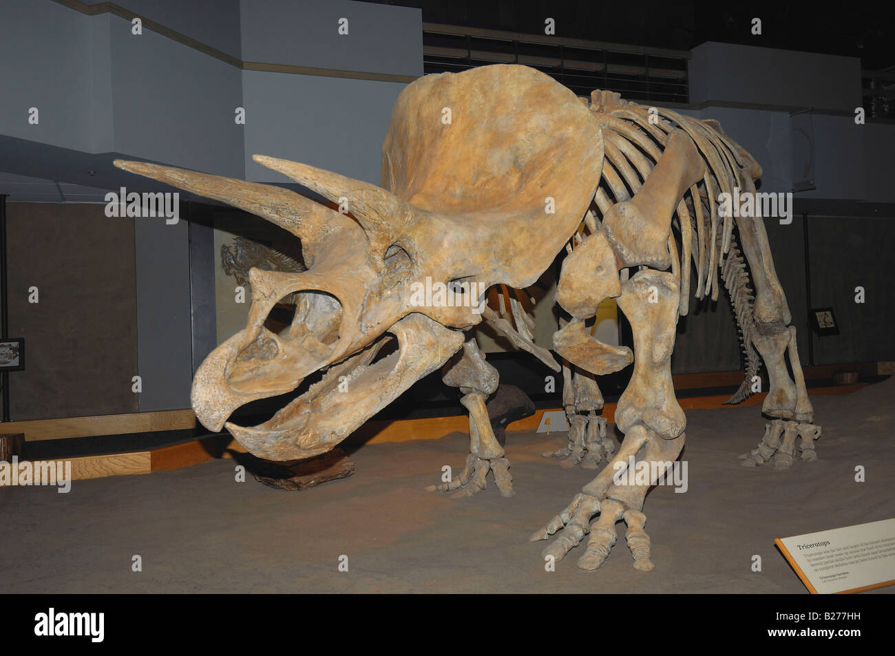 Dinosaurier-Fossil im Royal Tyrrell in Drumheller, Alberta, Kanada Stockfoto