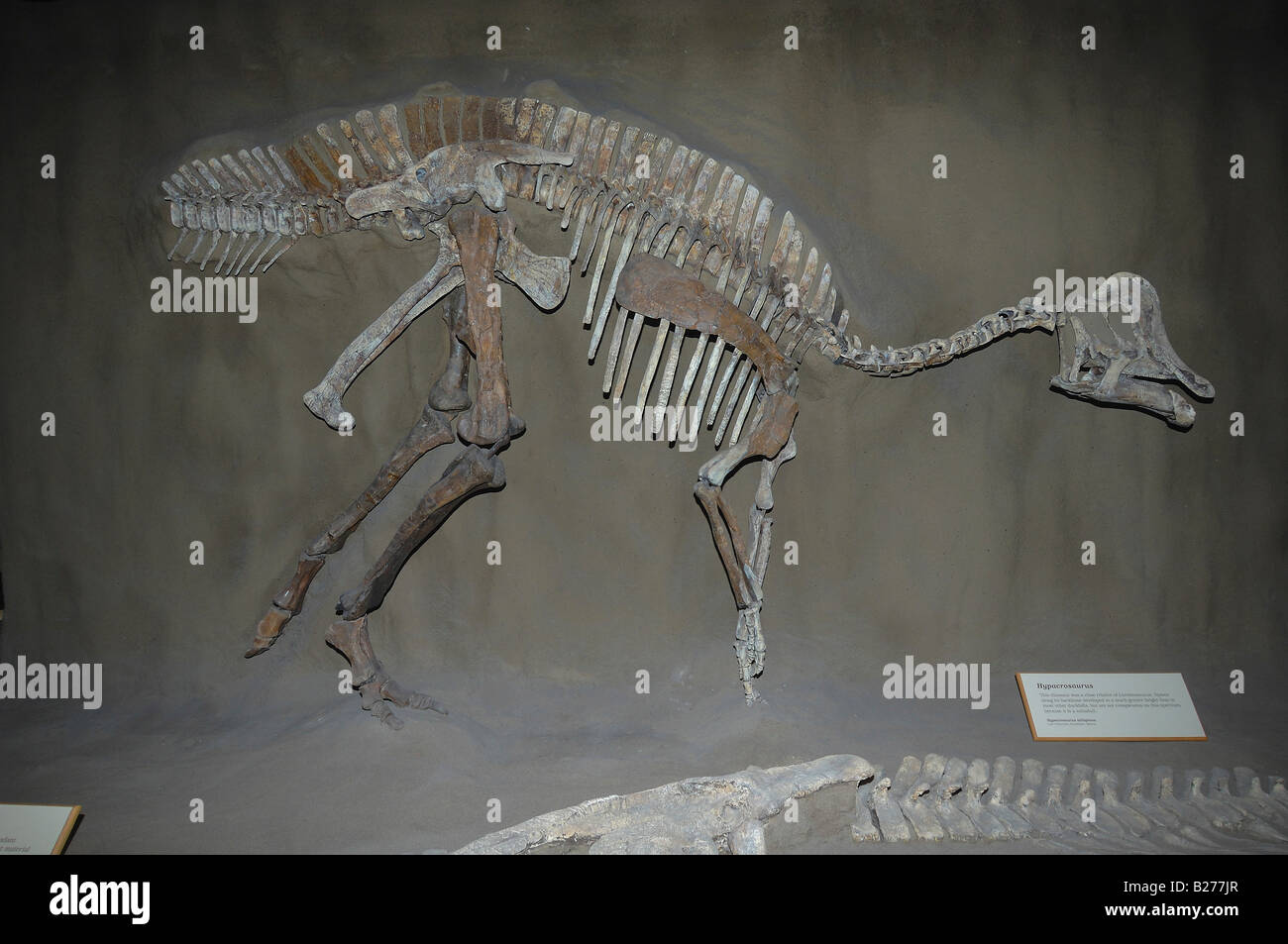 Dinosaurier-Fossil im Royal Tyrrell in Drumheller, Alberta, Kanada Stockfoto