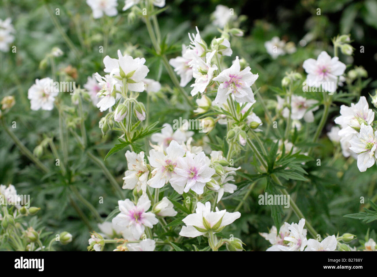 GERANIUM PRATENSE PLENUM ALBUM AN MARWOOD HILL GARDENS NORTH DEVON Stockfoto